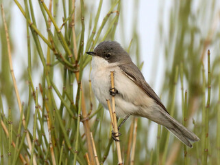 Desert Whitethroat, Curruca minula