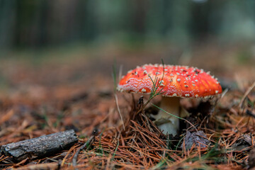 Amanita muscaria