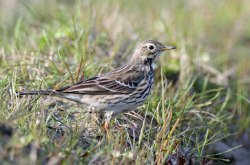 Siberian Buff-bellied Pipit, Anthus rubescens japonicus