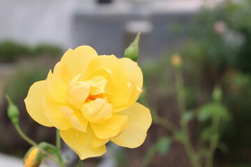 可憐に咲く黄色い薔薇
