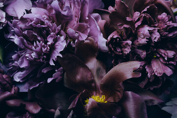 Dark Floral macro background. Buds and petals of beautiful peonies on black background