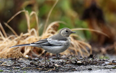 Amur Wagtail, Motacilla leucopsis