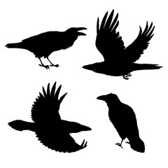 Set of realistic ravens flying and sitting. Monochrome vector illustration of black silhouettes of smart birds Corvus Corax isolated on white background. Northern Raven stencil.