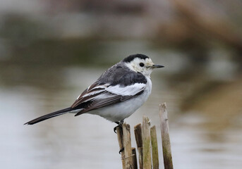 Fototapeta premium Amur Wagtail, Motacilla leucopsis