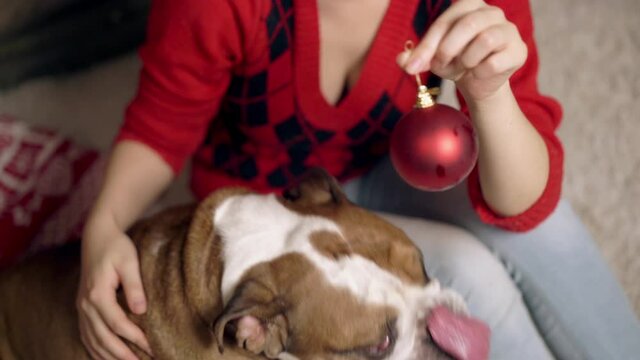 charming asian girl plays cute funny bulldog under christmas tree. doggie is very cute playing with a Christmas toy. Christmas. New Year. The concept of advertising. suitable for christmas promotion