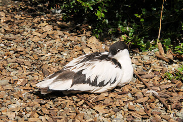 the pied avocet (Recurvirostra avosetta) having rest