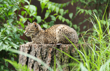 Fototapeta na wymiar Geoffroy's cat (Leopardus geoffroyi) having rest on the stub