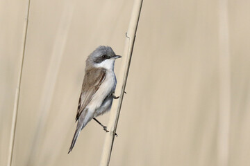 Siberian Lesser Whitethroat, Sylvia curruca blythi