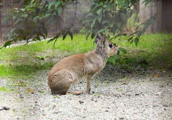 cute Chacoan mara (Dolichotis salinicola) behind the bars in the captivity