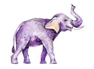Elephant. Watercolor botanical hand drawn illustration.