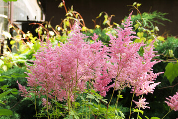 meadowsweets (Spiraea) plants with fluffy pink blooms in summer