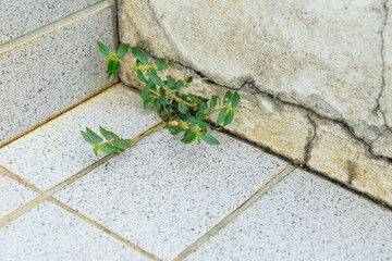 Close up of plant growing up from crack in the brick block floor