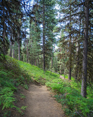 Black Butte Trail, Oregon, USA