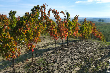 vineyard in rows on the hills of Tuscany in October in autumn