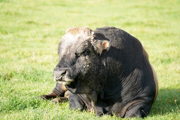 buffalo in grass