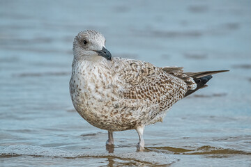 Möwe im Wasser