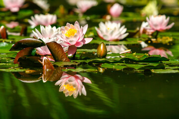 Fototapety na wymiar - Fototapeta24.pl