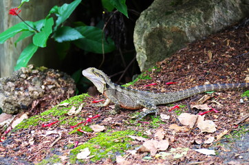 Water Dragon d'Australie.