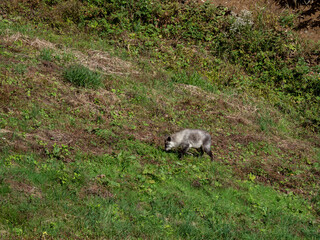 ニホンカモシカ