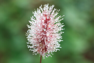 エノコログサに水滴