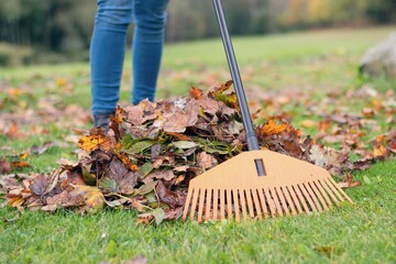 Autimnal work in the garden - raking fallen leaves