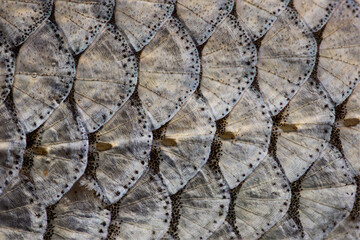Fish Scales © martin