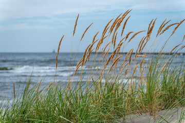 Tall grass on the beach