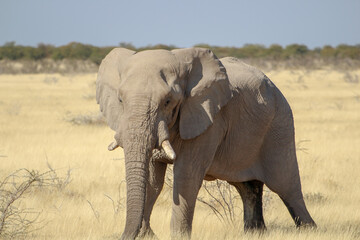 Fototapeta na wymiar African Bush Elephant Taken At Etosha National Park, Namibia