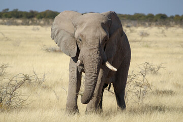 Naklejka premium African Bush Elephant Taken At Etosha National Park, Namibia