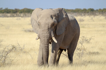 Fototapeta na wymiar African Bush Elephant Taken At Etosha National Park, Namibia