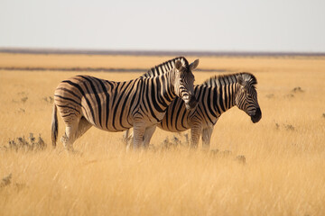 Fototapeta na wymiar Burchell's Zebra Taken At Etosha National Park Namibia