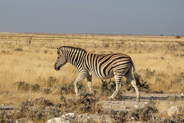 Burchell's Zebra Taken At Etosha National Park Namibia