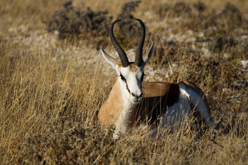 Springbok Antelope taken at etosha national park, namibia