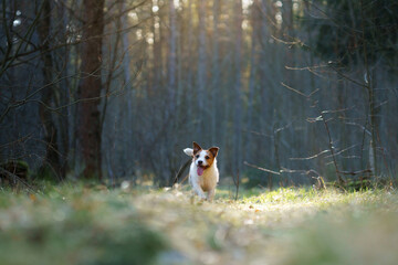 dog in the forest. Jack Russell Terrier run, jump, active Pet 