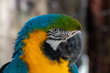 Blue And Yellow Macaws Taken in Cape Town South Africa