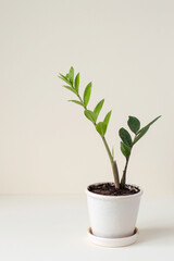 A young houseplant in a ceramic flower pot on a light background with copy space. Selective focus.