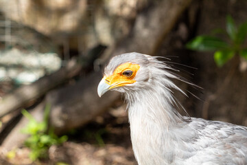 Secretary Bird Taken in Cape Town, South Africa 