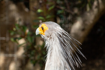 Secretary Bird Taken in Cape Town, South Africa 