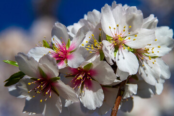 Mandelblüten