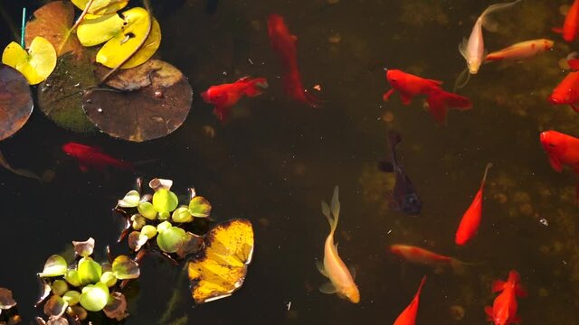 Slow mo water surface of goldfish pond.