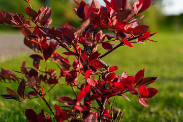 Obraz premium A park with good air