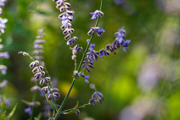 Flower field in full bloom