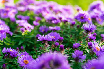 Flower field in full bloom