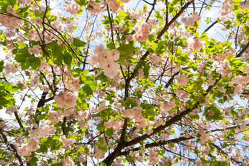 Pink cherry blossom are bloom in Fukuoka city, JAPAN.