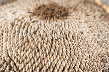 line of sunflower seeds are in a center of sunflower after the blooming over.