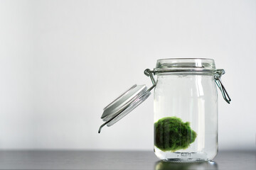Close up of Marimo moss ball in a glass jar with copy space horizontal. Standing on a table with white background. Japanese Cladophora seaweed. Ball of underwater moss for the aquarium.