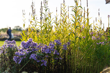 Obraz premium Flower field in full bloom