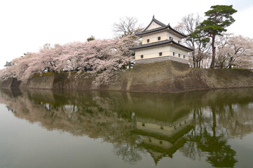 Fototapeta na wymiar 新発田城の桜