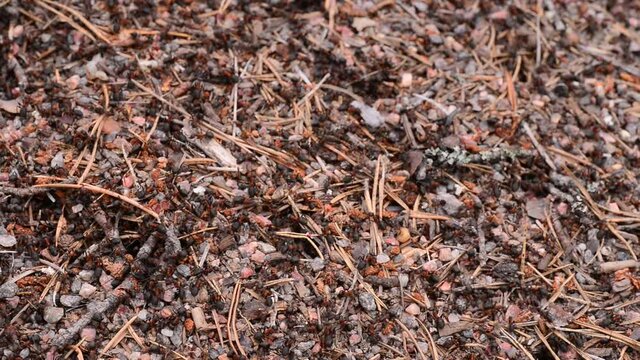 ants in the forest building anthouse close up