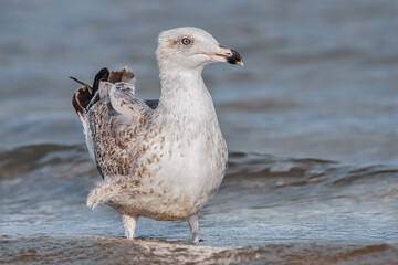 Möwe im Wasser